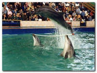 Дельфинарий в Евпатории, экскурсии  по Крыму, достопримечательности, туристический Крым. 